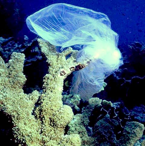 Single use plastic bag floating in the ocean