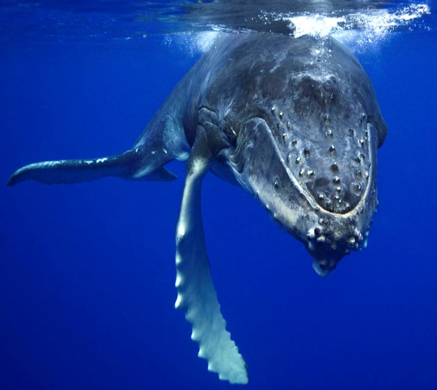 Resultado de imagem para humpback whale snout