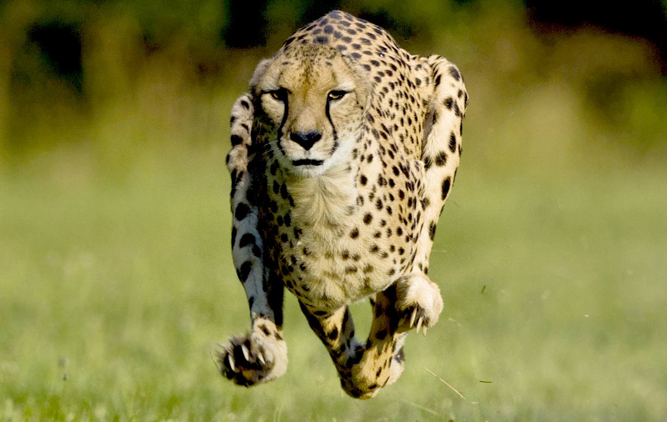Cheetah at full charge