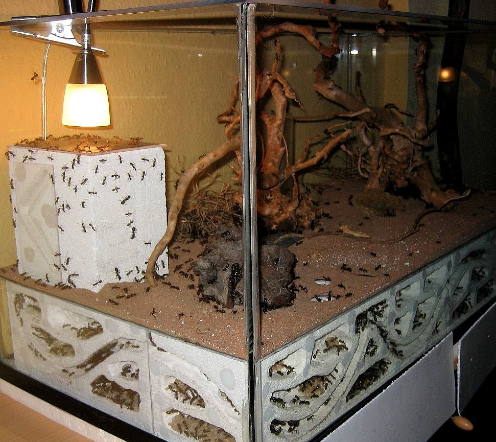 Professional Ant Colony Starter Kit - Modular Formicarium For Queens & Small Colonies