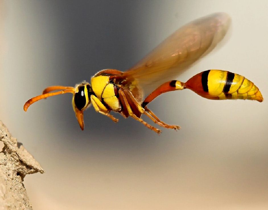 Ichemuemen wasp in flight