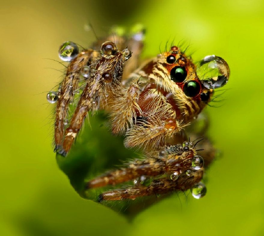 A spider deals with water droplets