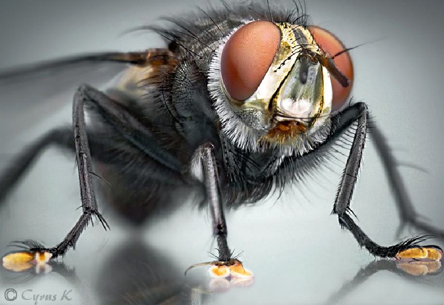 An ordinary house fly