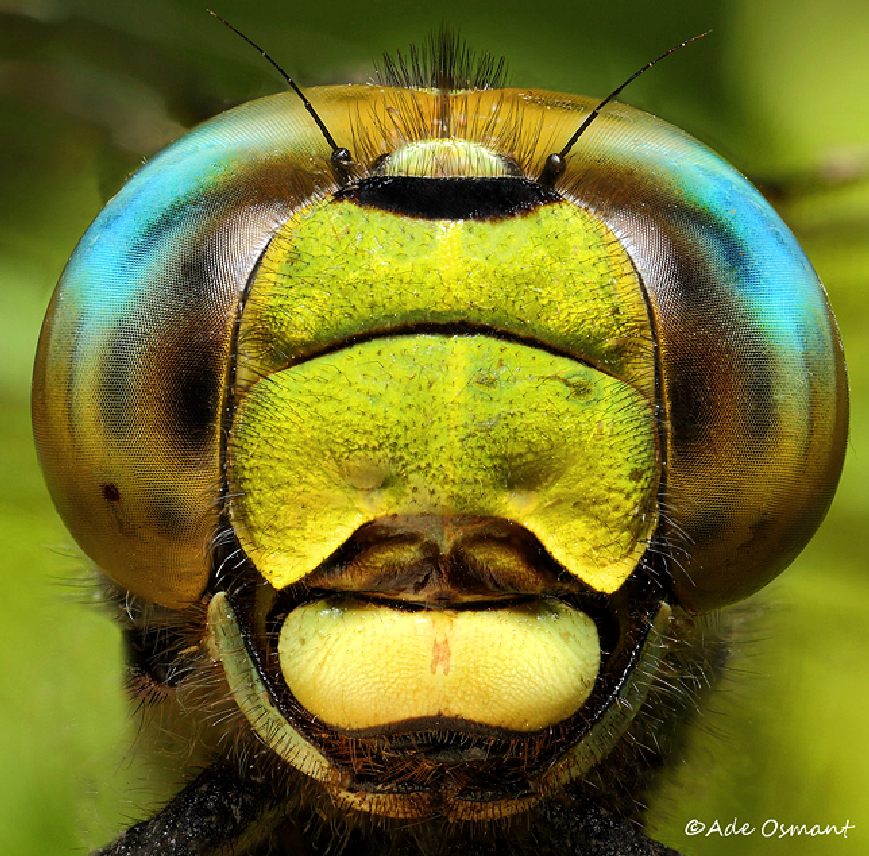 Dragonfly head, jaws and compund eyes