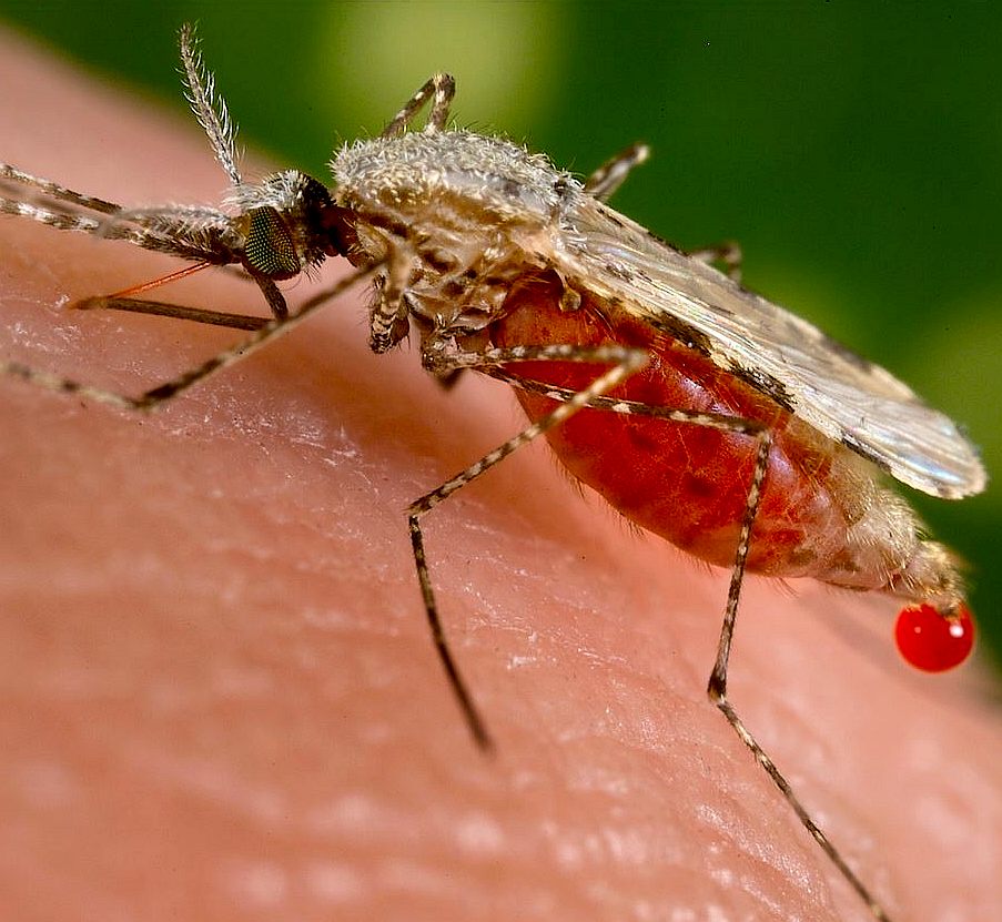 The anopheles mosquito sucking human blood
