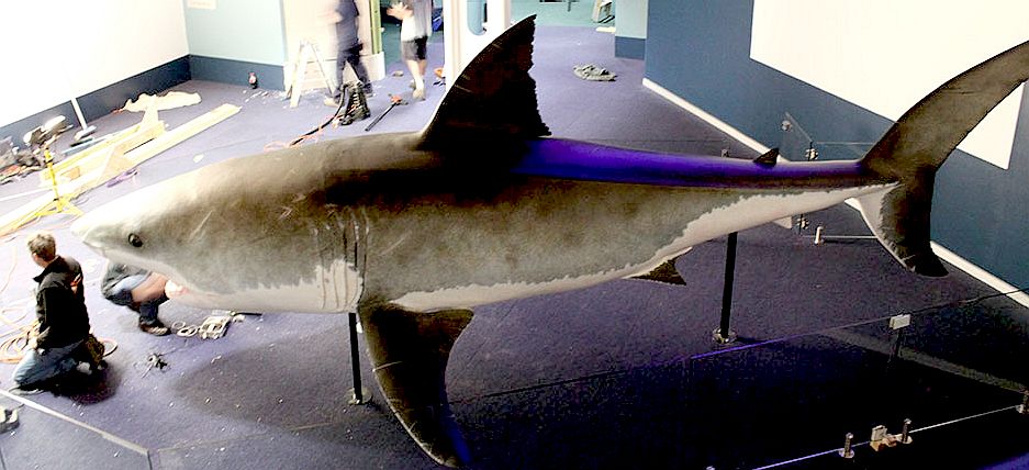 Replicating 'Sydney Shark' Physics inside a 2D UE4 project