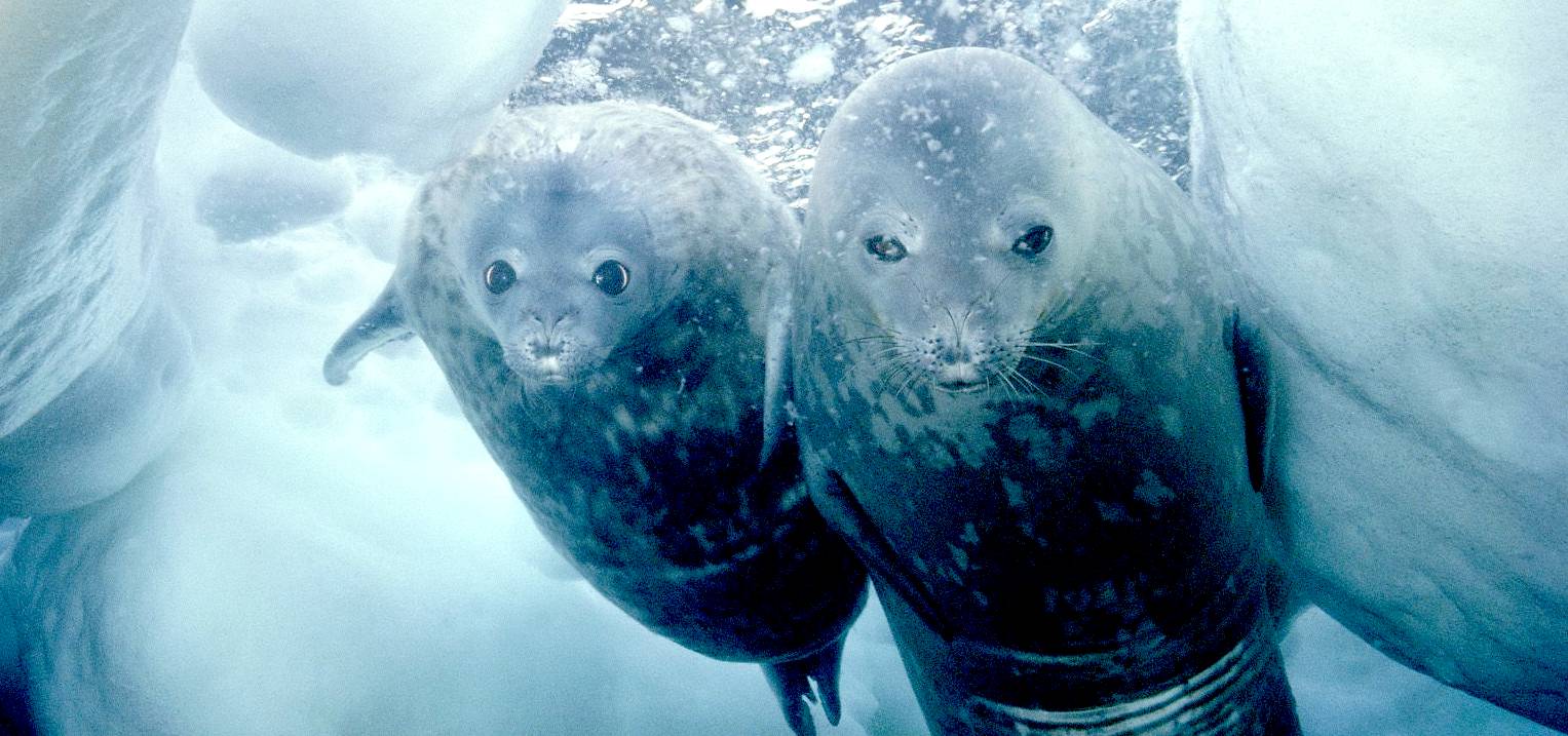 Seals under ice in the Weddell Sea
