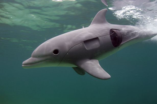 Underwater robot dolphin