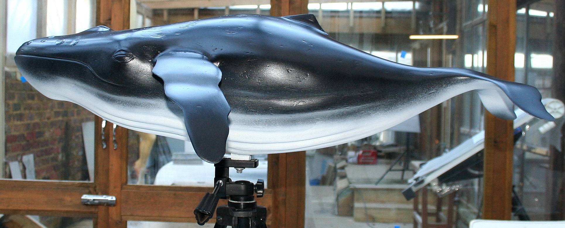 Composite humpback whale model