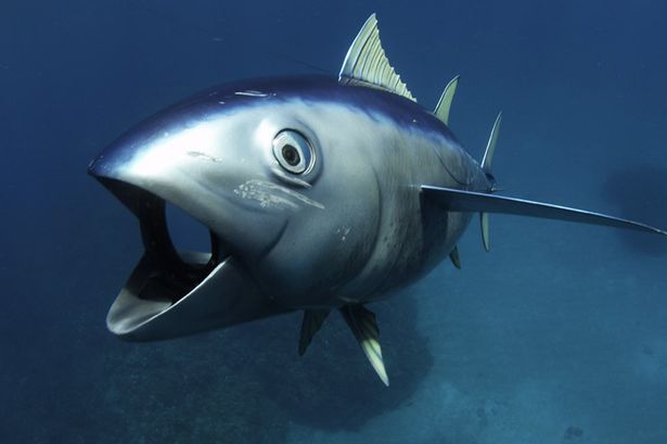 Underwater robotic tuna fish