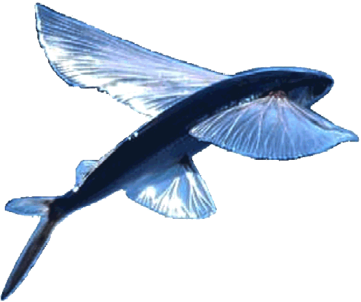 Flying blue fish trademark logo