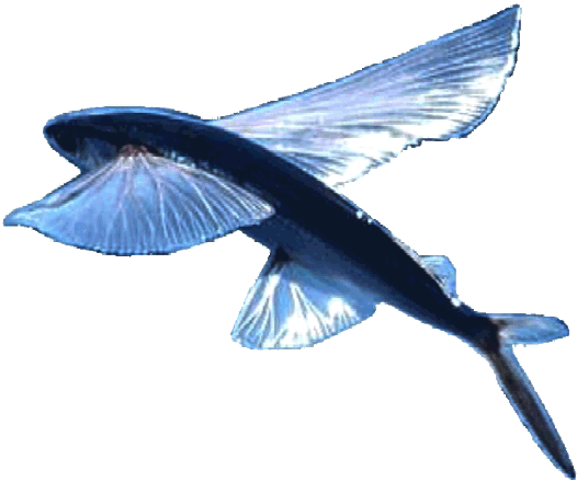 Blue bird, flying fish