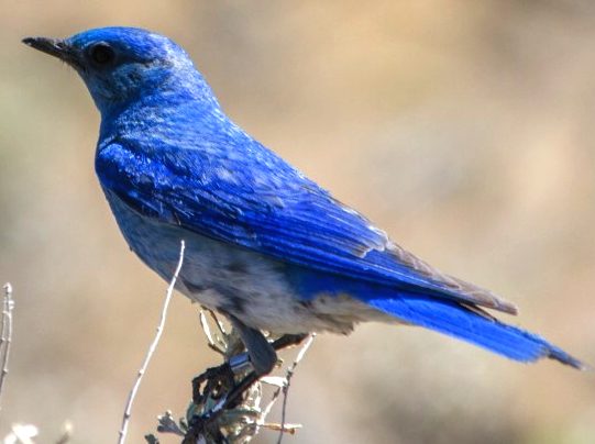 Blue Bird of North America