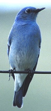 Mountain Bluebird