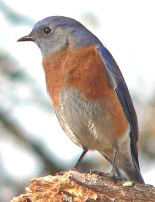 Western Bluebird