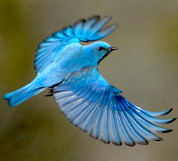 bluebird-mountain-bird-air-brake-wing-spread.jpg