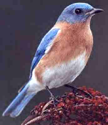 Bluebirds Get Their Feathers Ruffled - Good Stuff