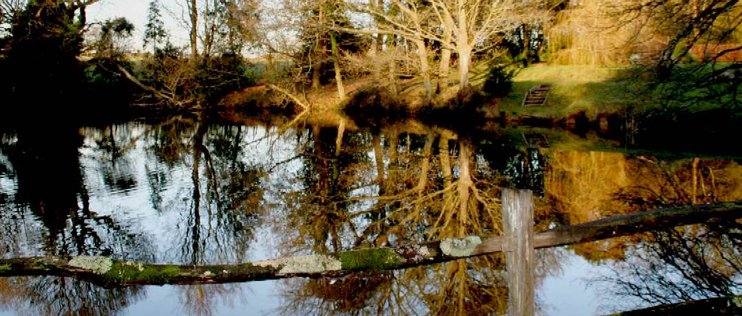 Louisiana swamp in Sussex, England