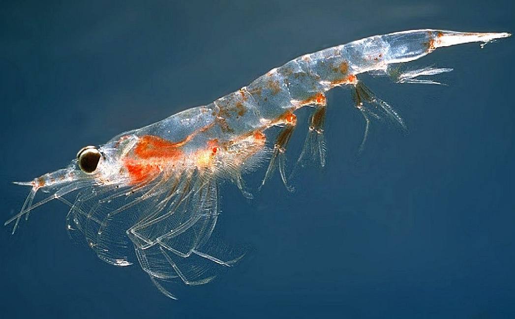 Krill, fish food for marine mammals