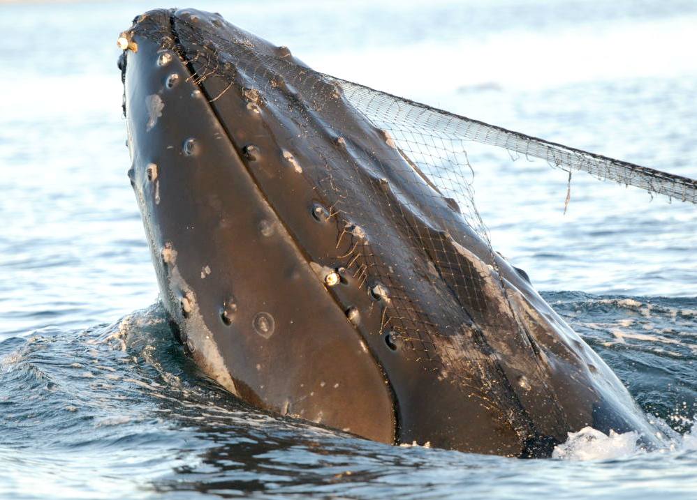 Humpback whale caught in fishing net