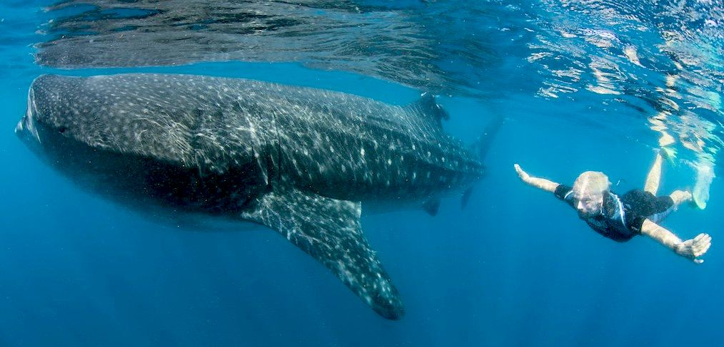 Richard Branson swimming with a whale shark