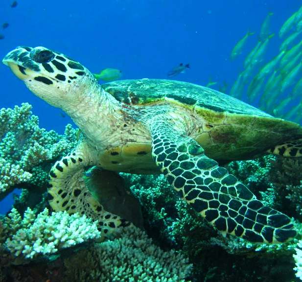 Sea Turtle, Coral Sea