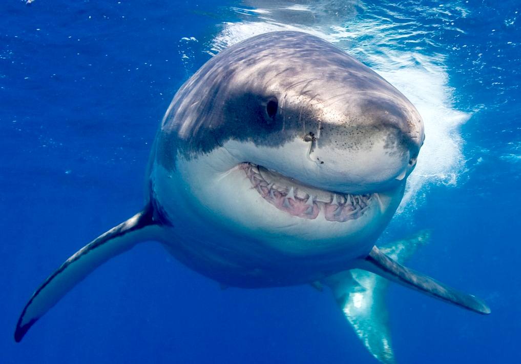 The Great White Shark