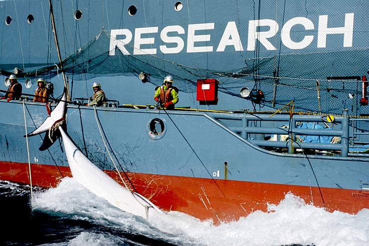 Japanese international whaling pirates