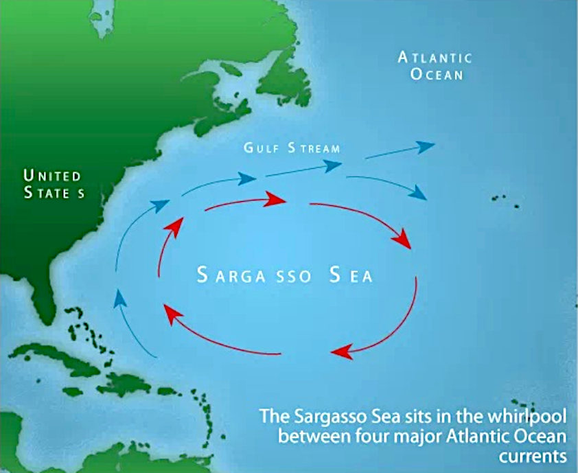 Sargasso Sea North Atlantic Ocean, sargassum whirlpool