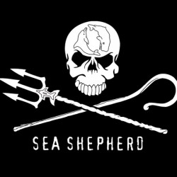 Sea Shepherd's Neptune skull and crossbones pirate style flag