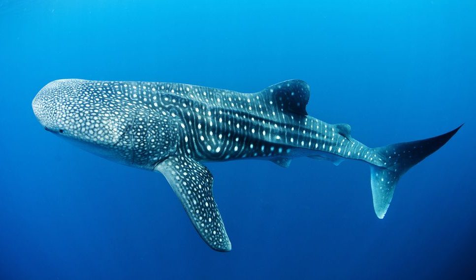 Whale sharks are not mammals they are fish