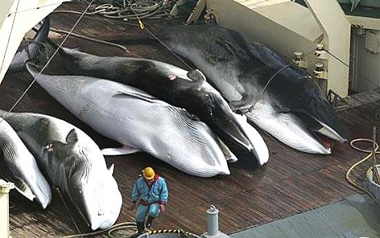 Deck of the Nisshin Maru, laden with minke whales