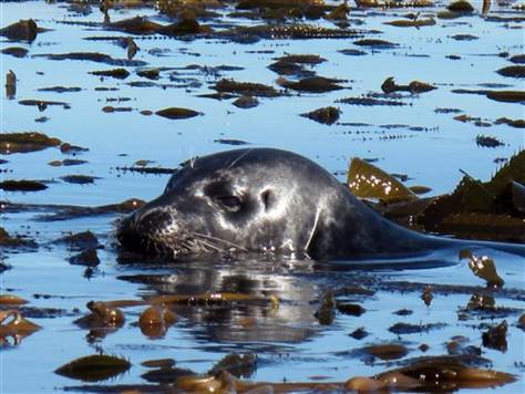 Harbour seals food source scarcity