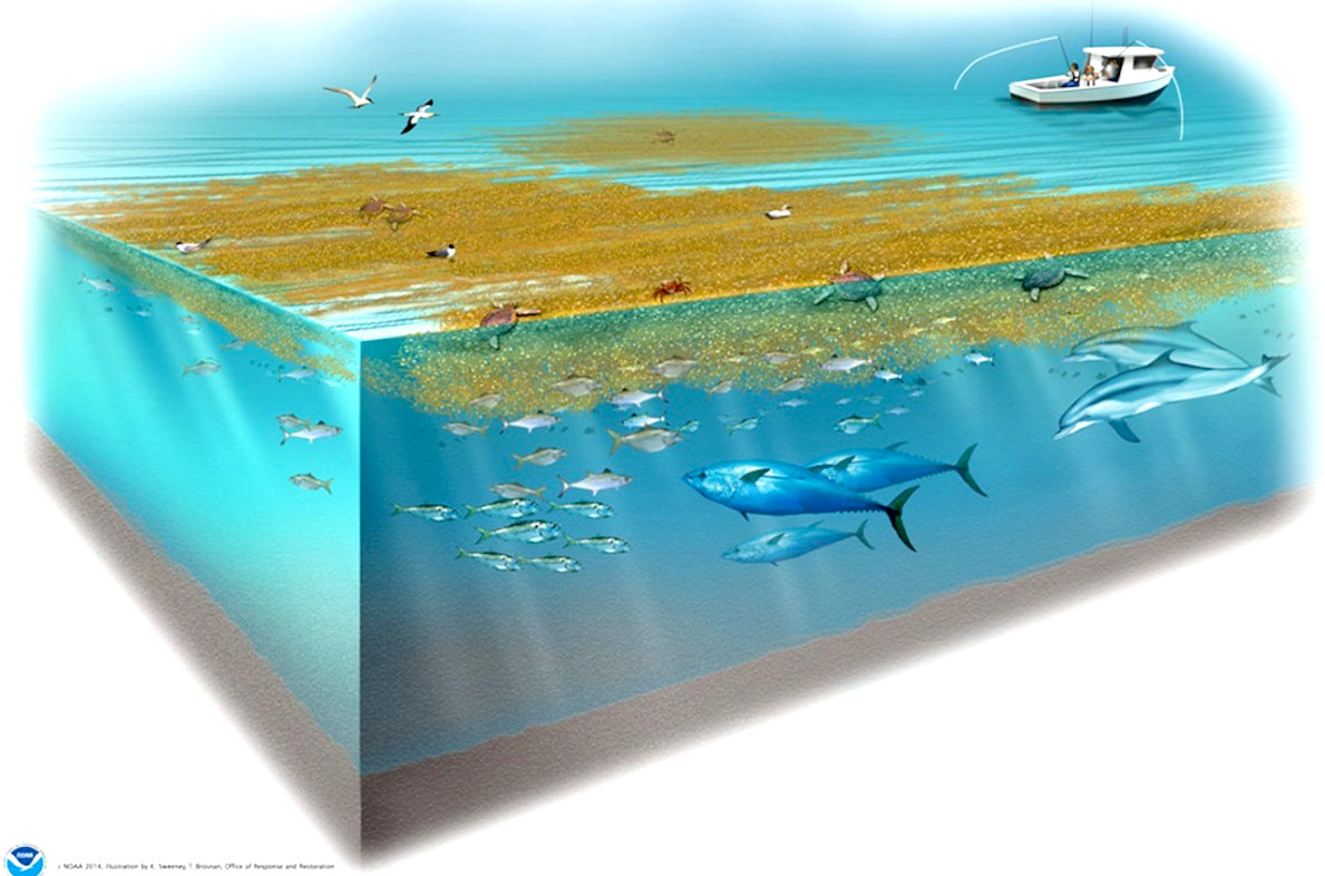 Sargassum floating on the Sargasso Sea