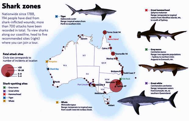 Shark attacks in Australia most prevalent in the world. Why?