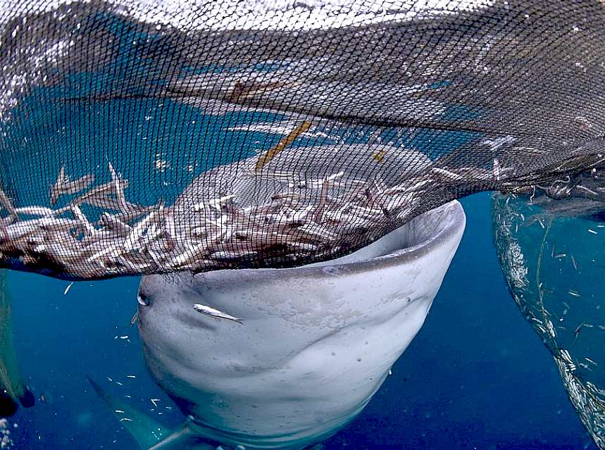 Whale sharks get caught in fishing nets
